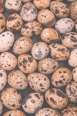 Group of quail eggs as a background. Raw eggs.