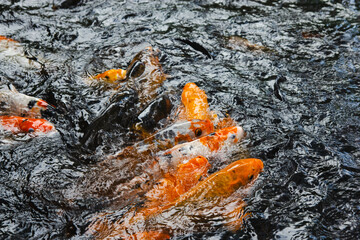 Koi