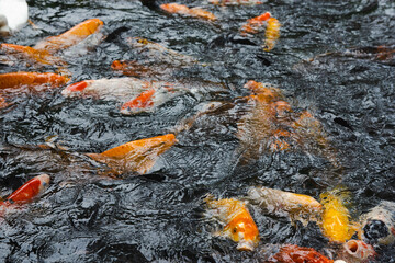 Koi