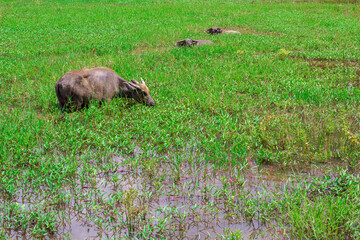 Buffaloes in the flooded fields in Thailand