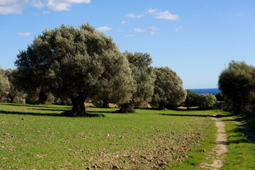 Olivar.Son Servera.Llevant.Mallorca.Baleares.España.