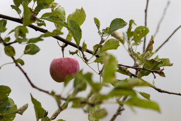 an apple on a tree