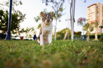 Kitty cat in city park.