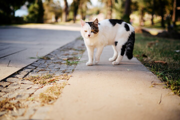 Kitty cat in the city park.