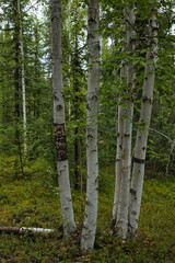 Aspen trees in Alaska, United States,North America

