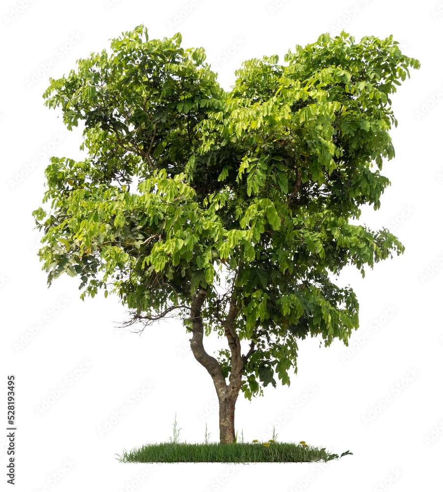 Poster PNG hight qaulity tree image for easy and fast to use 