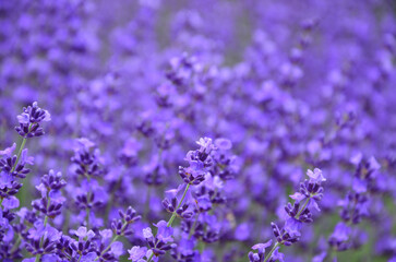 Lavender field at Horomi Pass in Sapporo