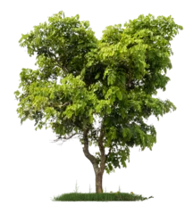 Gardinen PNG hight qaulity tree image for easy and fast to use  © angkhan