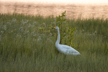 Fototapeta premium A lonely Whooper swan standing on a lush lake bank on a late summer evening near Kuusamo, Northern Finland