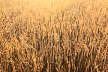 Fototapeta premium grain harvest background crisis farming