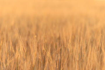 grain harvest background crisis farming