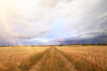 Fototapeta na wymiar crisis harvesting grain spikelets sun sunset background