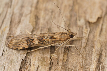 Closeup on a Mediterranean brown Rush veneer moth, Nomophila noctuella sitting on wood