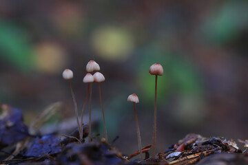 toadstool mushrooms toxic psychedelic dangerous ecosystem