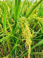 rice grains in the green rice fields