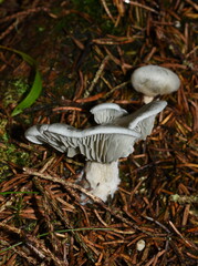 Green mushroom Aniseed toadstool Clitocybe odora in nature
