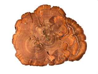 Tiger's Eye polyporus fungus Coltricia perennis isolated on white background