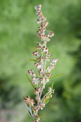 Closeup on the allergen plant common mugwort, Artemisia vulgaris