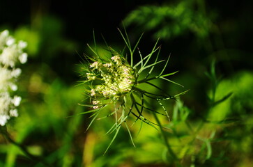 Close-up of wild carrot bud with blurred background