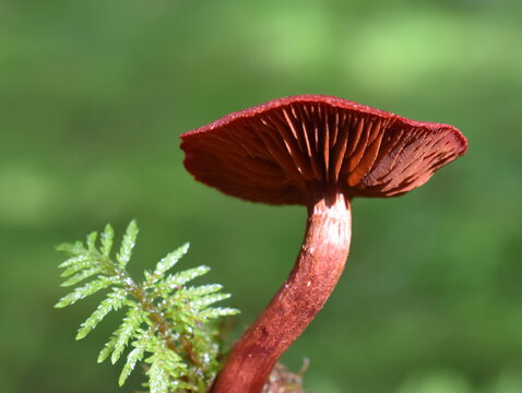 blood red webcap Cortinarius sanguineus natural dye mushroom in a forest