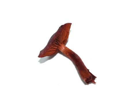 blood red webcap Cortinarius sanguineus natural dye mushroom isolated on white background