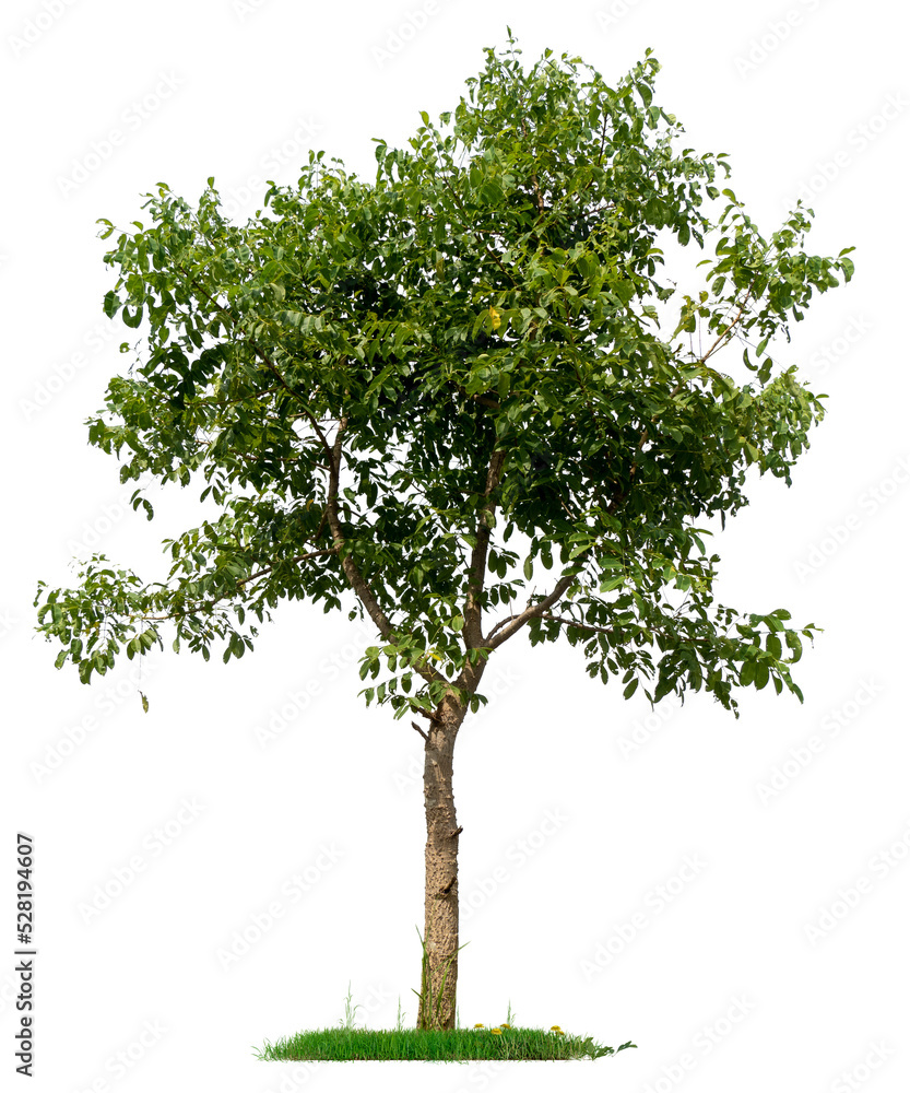 Poster PNG hight qaulity tree image for easy and fast to use 