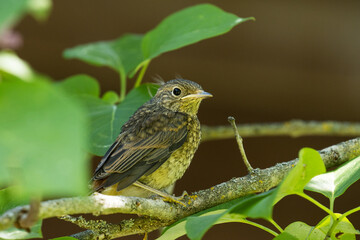 Juvenile Common redstart, Phoenicurus phoenicurus  perched in a bush in Estonian garden, Northern Europe.
