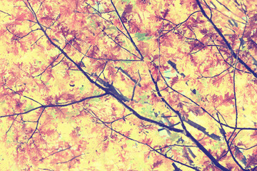 yellow tree crown background top, fall leaves majestic