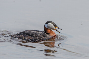 Rothalstaucher (Podiceps grisegena)