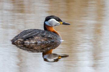 Fototapeta premium Rothalstaucher (Podiceps grisegena)