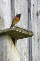 Male Common redstart, Phoenicurus phoenicurus standing on top of a wooden nesting box during breeding season in Estonian garden, Northern Europe. 