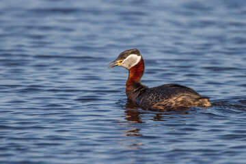 Rothalstaucher (Podiceps grisegena)