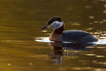 Rothalstaucher (Podiceps grisegena)