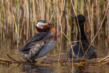 Rothalstaucher (Podiceps grisegena)
