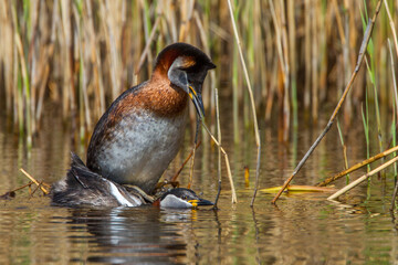 Rothalstaucher (Podiceps grisegena)