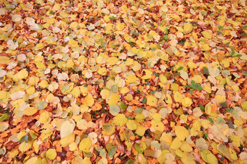 yellow fallen leaves abstract background, calendar golden fall