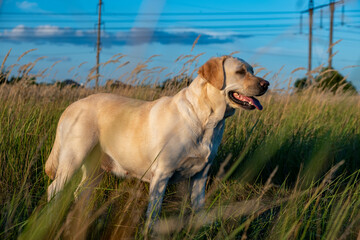 portrait of a white female labrador in the grass. Dog labrador fawn color in the grass between the ears against the background of the blue sky.