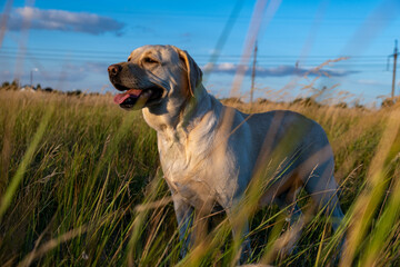 portrait of a white female labrador in the grass. Dog labrador fawn color in the grass between the ears against the background of the blue sky.
