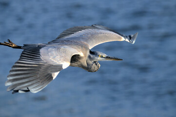 blue heron in flight