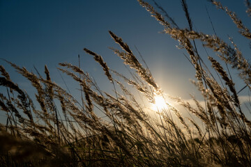 Sunset in the field. Ears of grass close-up. Dry grass close up. Spikelets against the blue sky. The rays of the sun pass through the ears.