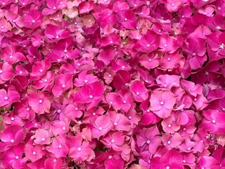 Fototapeta premium Hydrangea pink flowers petals floral background.