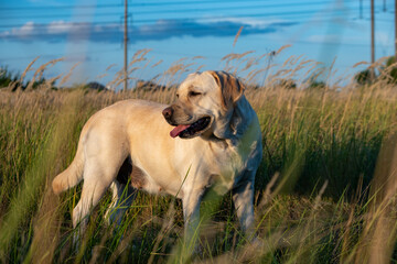 portrait of a white female labrador in the grass. Dog labrador fawn color in the grass between the ears against the background of the blue sky.