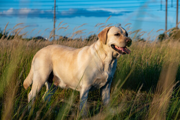 portrait of a white female labrador in the grass. Dog labrador fawn color in the grass between the ears against the background of the blue sky.