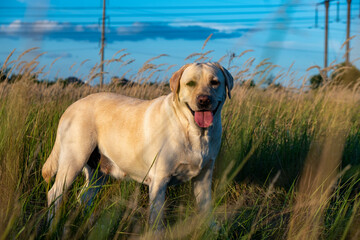 portrait of a white female labrador in the grass. Dog labrador fawn color in the grass between the ears against the background of the blue sky.