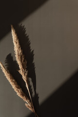 Beautiful dried pampas grass stems on neutral dark background with deep blurred sunlight shadows....