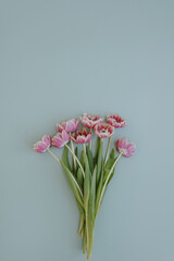 Tulip flowers bouquet on pastel blue background. Flat lay, top view