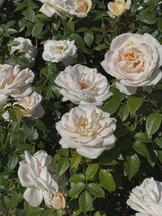 White roses flowers branch and leaves. Aesthetic floral background