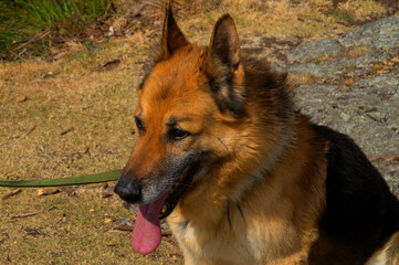 german shepherd dog