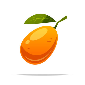 recommend clip art: Kumquat fruit vector isolated illustration