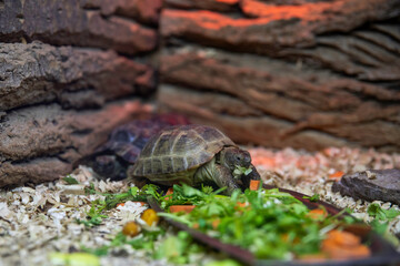 The little turtle is eating a salad.